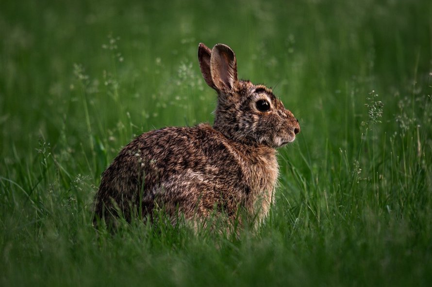 lapin toy médiation animale
