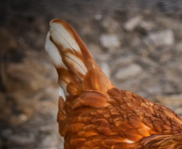 poule médiation animale thérapeutique